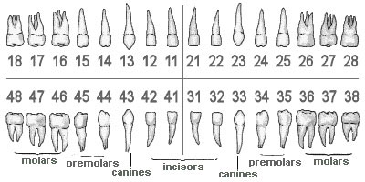 tooth numbers for wisdom teeth